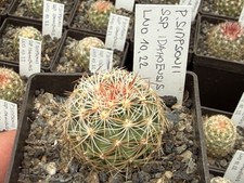 Pediocactus simponii ssp