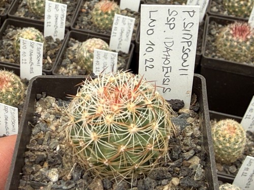 Pediocactus simponii ssp