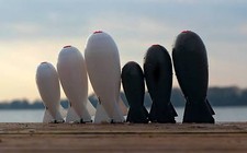 The Spomb / Spod Bomb Bait