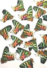 Lotto INGROSSO 5 Urania ripheus VERO Madagascar Tramonto Falena BULK Farfalla