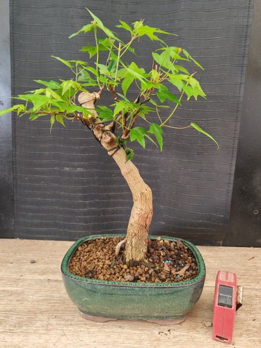 Bonsai acero buergerianum - di,