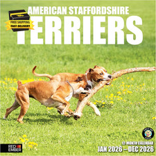 American Staffordshire