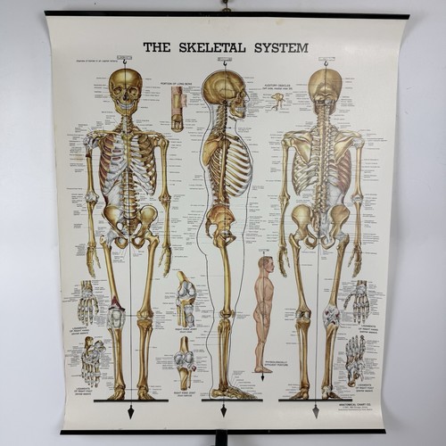 Poster anatomia umana vintage - umana,