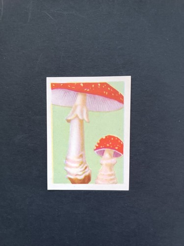 Figurina lascia raddoppia - figurina,