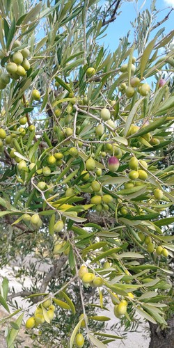 Olio extravergine oliva - olio, d'oliva