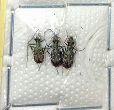 CICINDELA Cylindera