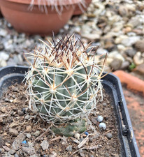 Sclerocactus glaucus var