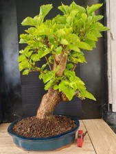 bonsai di gelso  h 73 cm