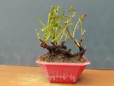 Bonsai di Roselline 35x21cm In