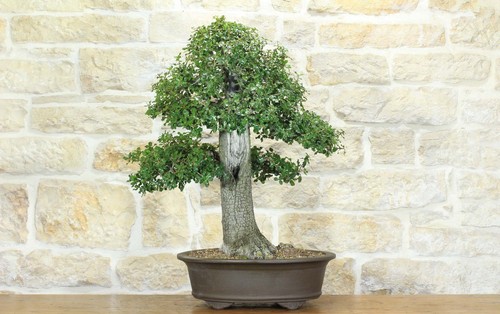 Bonsai quercia riccia - di,