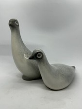 Coppia di colombe in