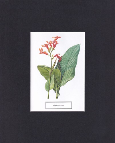 8x10 matted picture - 8x10,
