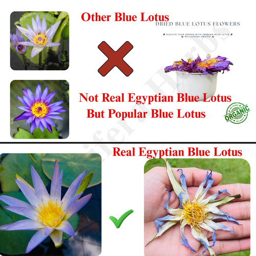 Rari fiori secchi loto blu - fiori,
