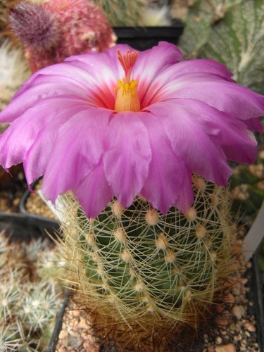 Semi thelocactus - 15, semi/semi