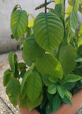 Semenzale Seedling Annona Cherimola