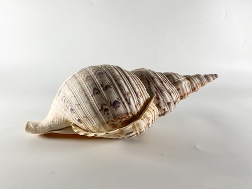 Grande tromba tritone - grande,