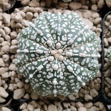 Astrophytum Asterias
