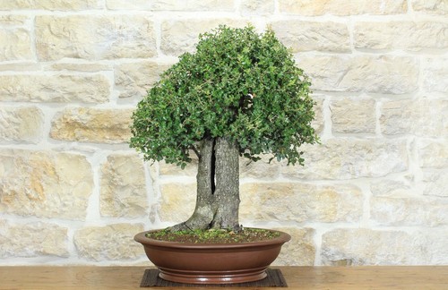 Bonsai quercia spinosa - bonsai,