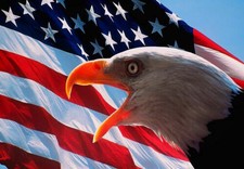 386840 Aquila calva bandiera