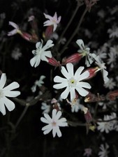 Chiodi di garofano bianco