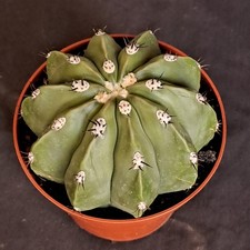 Melocactus maxonii f