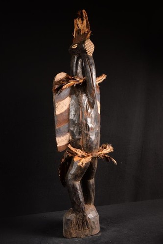 Figura grande calao - calao, africano