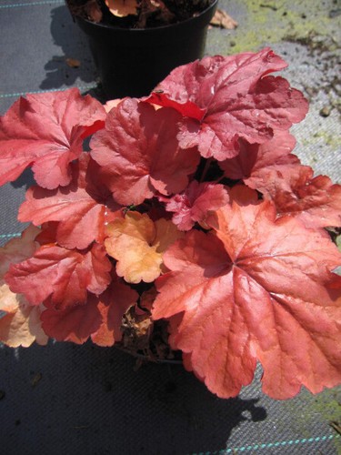 Heuchera micrantha fire alarm - heuchera,