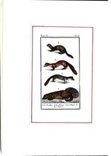 Stampa Antiche Epoca '800