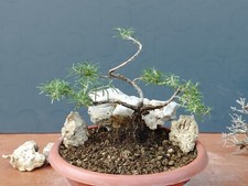 Bonsai di Rorsmarino Selvatico