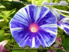 Supernova Blue Japanese