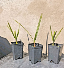 Butia ODORATA Palma Gelatinosa
