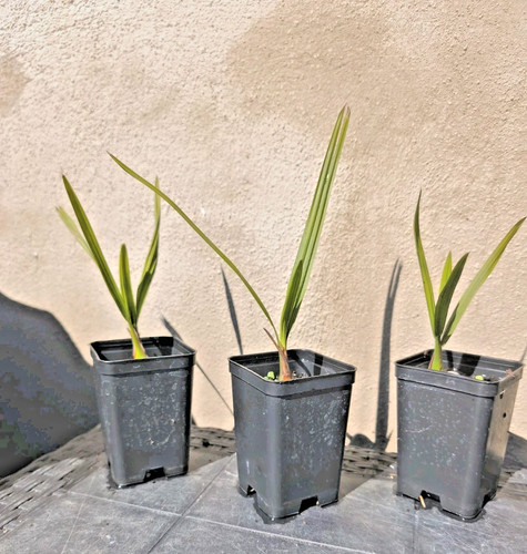 Butia odorata palma gelatinosa - palma,