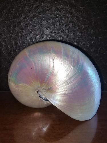 Conchiglia nautilus pompilius - conchiglia,