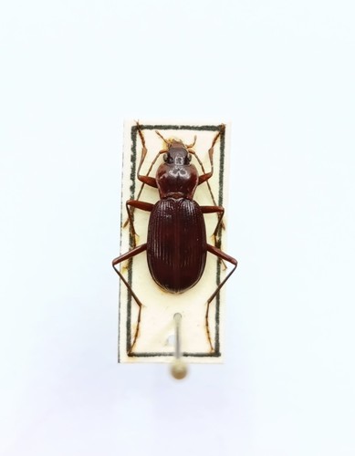 Entomology taxidermy - taxidermy,
