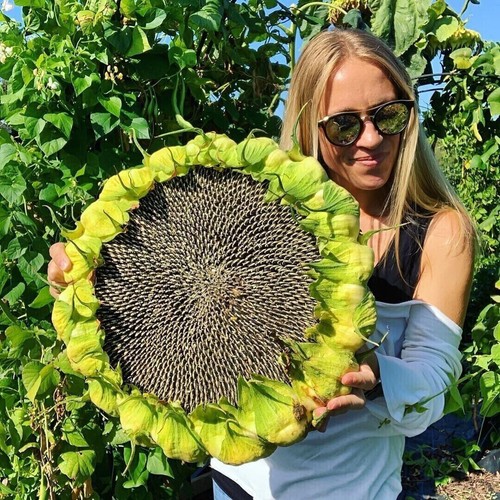 Semi girasole gigante - gigante,