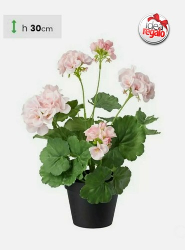 Pelargonium geranio zonale - geranio,