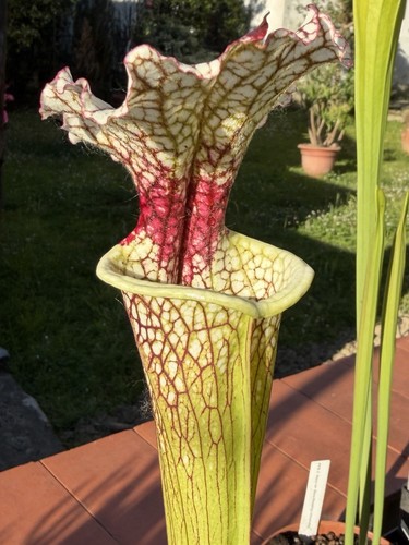 Sarracenia sxm54 - sarracenia, “sxm54