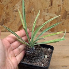 Euphorbia bupleurifolia Vaso 8