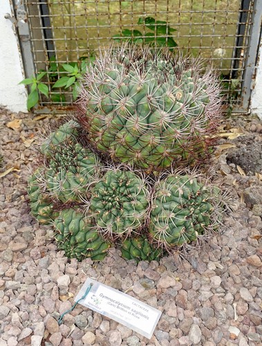 Gymnocalycium saglione semi - 50,