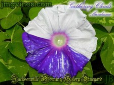 Nuvole di raccolta / Murakumo