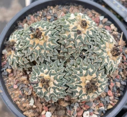 Pianta rara ariocarpus - pianta,