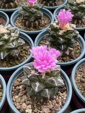 Multi teste Ariocarpus fis var