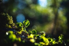 Teleobiettivo Sony E Fit 135 mm F/2.8 per Alpha mirrorless nitido + bokeh liscio!