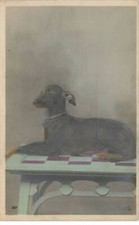 Cani #MK46723 Cane Strato Su