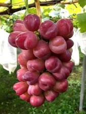 10 SEMI D'UVA "CUORE MIO" 10 semi freschi da piantare + REGALO