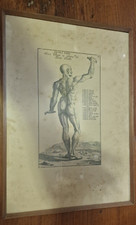 Stampa/ Anatomia/Antica/Corpo