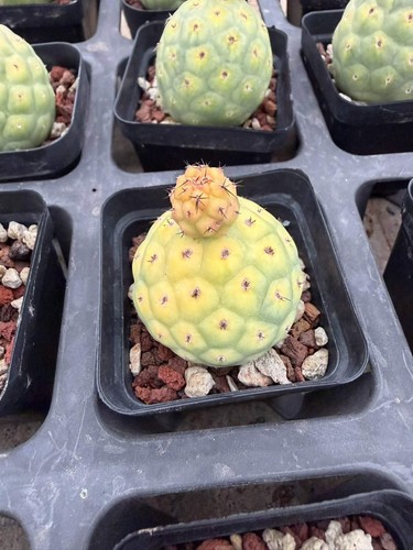 Cactis rarecactus tephrocactus - cactis,