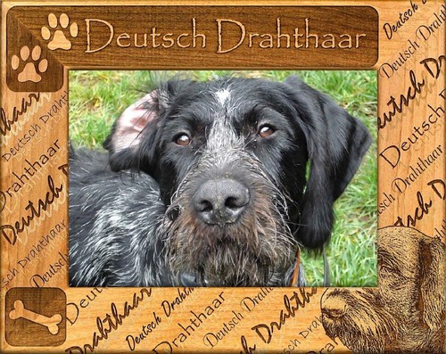 Deutsch drahthaar cornice - deutsch,