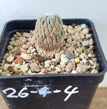 Pelecyphora aselliformis