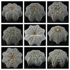 30 semi / grano Astrophytum